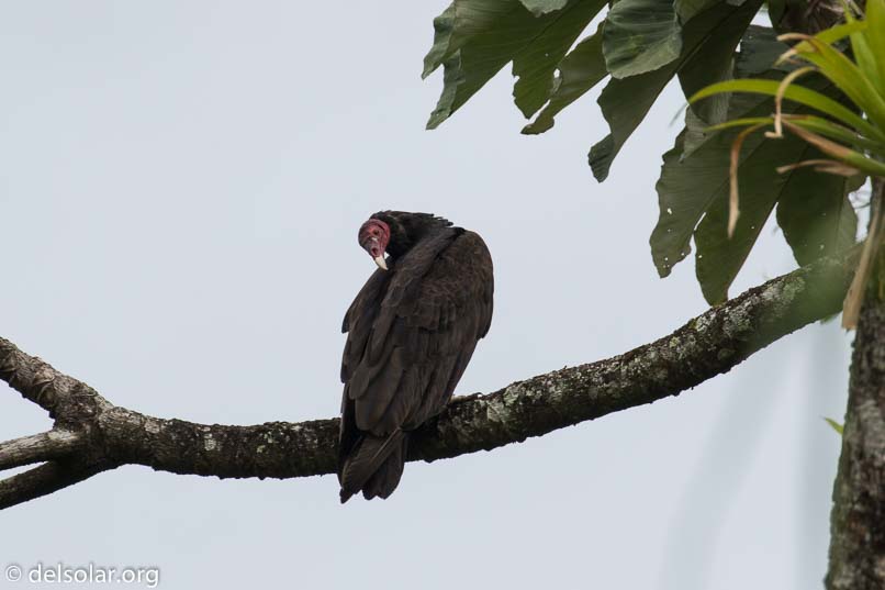 Canon EOS 7D Mark II  --  560 mm  --  EF100-400mm f/4.5-5.6L IS II USM +1.4x III  