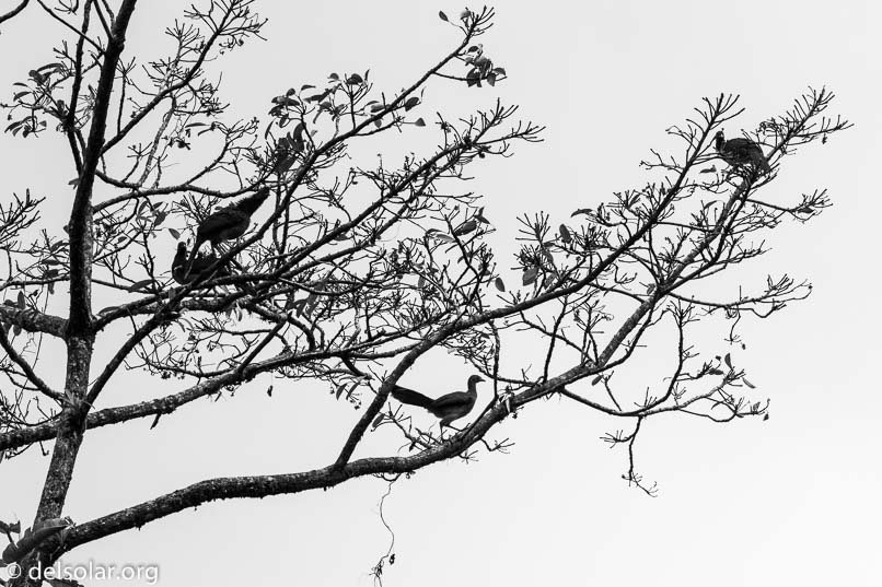 Canon EOS 7D Mark II  --  154 mm  --  EF100-400mm f/4.5-5.6L IS II USM +1.4x III  