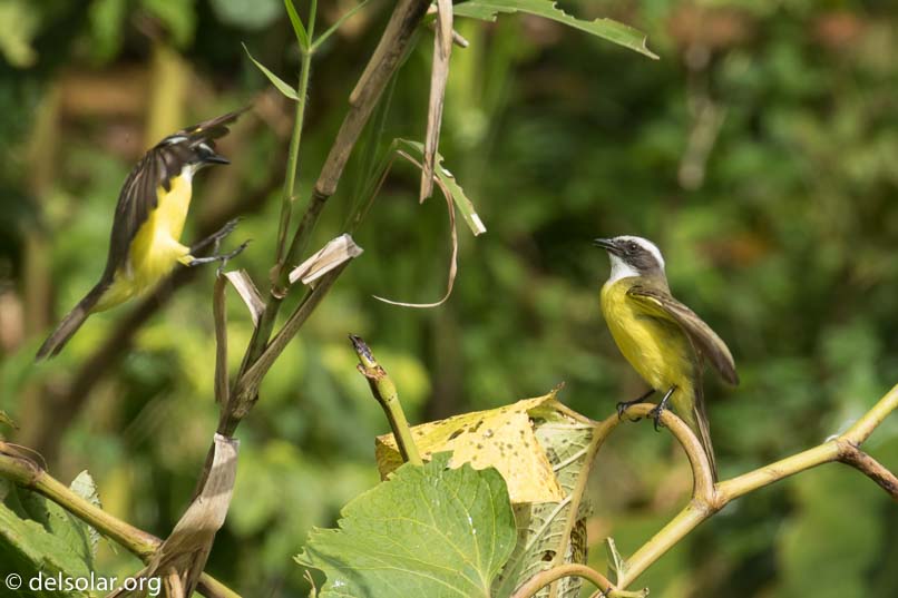 Canon EOS 7D Mark II  --  560 mm  --  EF100-400mm f/4.5-5.6L IS II USM +1.4x III  