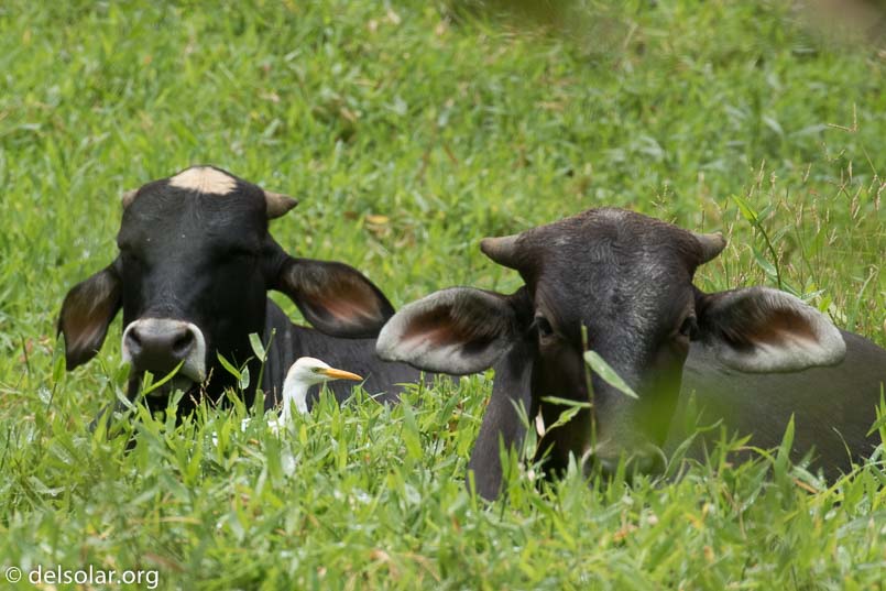 Canon EOS 7D Mark II  --  560 mm  --  EF100-400mm f/4.5-5.6L IS II USM +1.4x III  