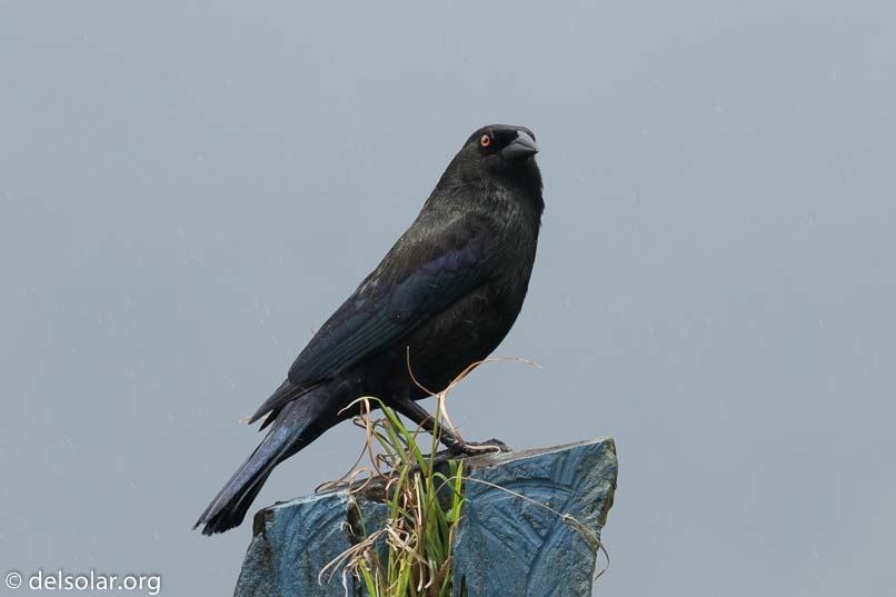 Canon EOS 7D Mark II  --  368 mm  --  EF100-400mm f/4.5-5.6L IS II USM +1.4x III  