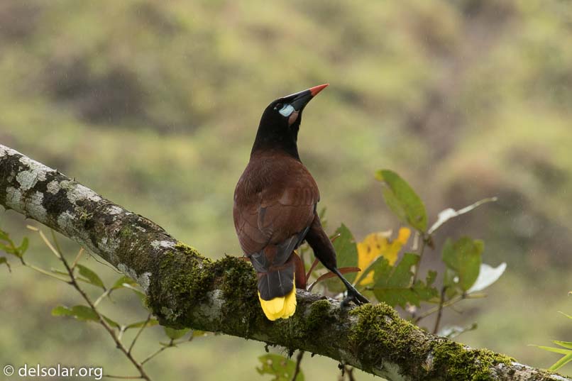 Canon EOS 7D Mark II  --  560 mm  --  EF100-400mm f/4.5-5.6L IS II USM +1.4x III  