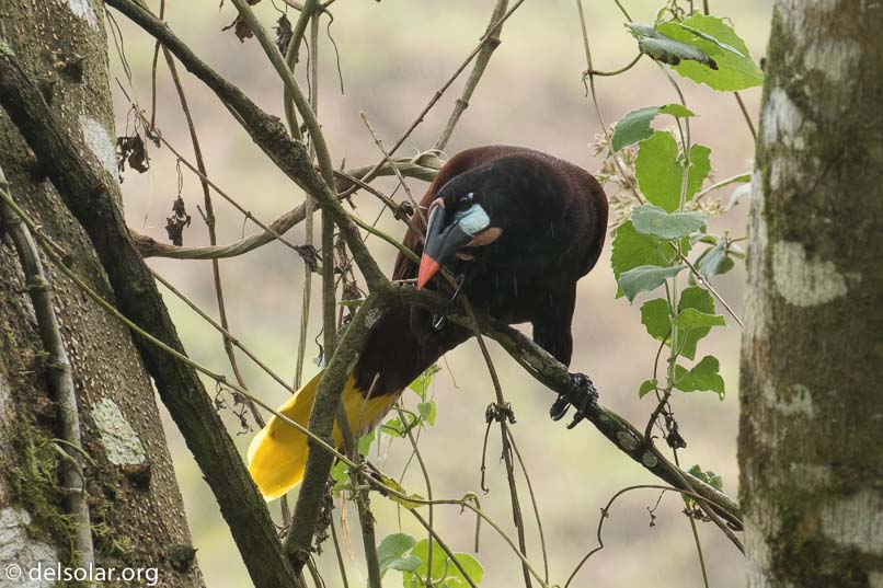 Canon EOS 7D Mark II  --  379 mm  --  EF100-400mm f/4.5-5.6L IS II USM +1.4x III  