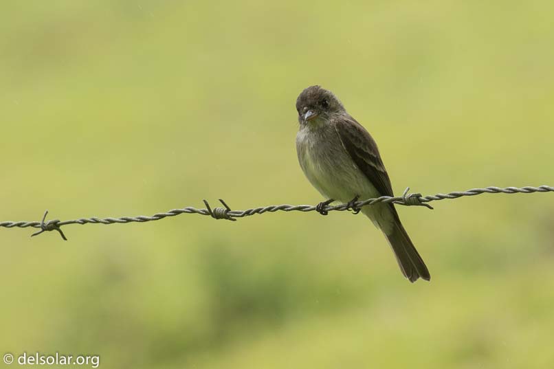 Canon EOS 7D Mark II  --  560 mm  --  EF100-400mm f/4.5-5.6L IS II USM +1.4x III  