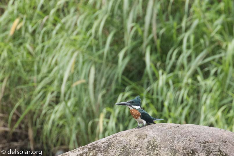 Canon EOS 7D Mark II  --  560 mm  --  EF100-400mm f/4.5-5.6L IS II USM +1.4x III  