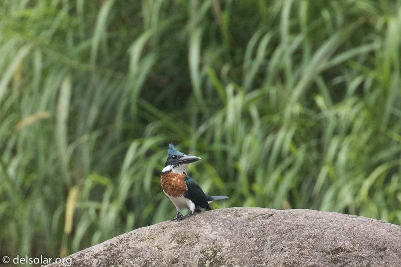 Canon EOS 7D Mark II  --  560 mm  --  EF100-400mm f/4.5-5.6L IS II USM +1.4x III  