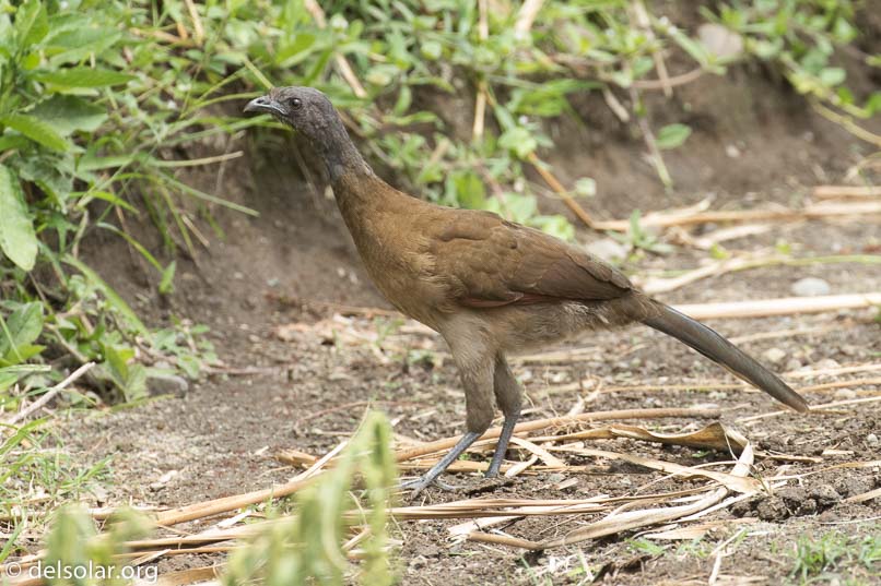 Canon EOS 7D Mark II  --  476 mm  --  EF100-400mm f/4.5-5.6L IS II USM +1.4x III  