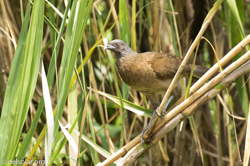 Canon EOS 7D Mark II  --  401 mm  --  EF100-400mm f/4.5-5.6L IS II USM +1.4x III  