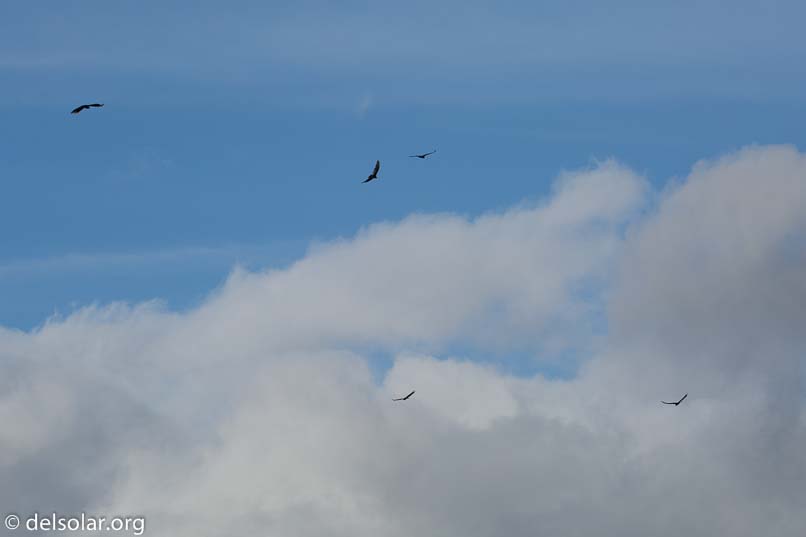 Canon EOS 5D Mark III  --  188 mm  --  EF100-400mm f/4.5-5.6L IS II USM  