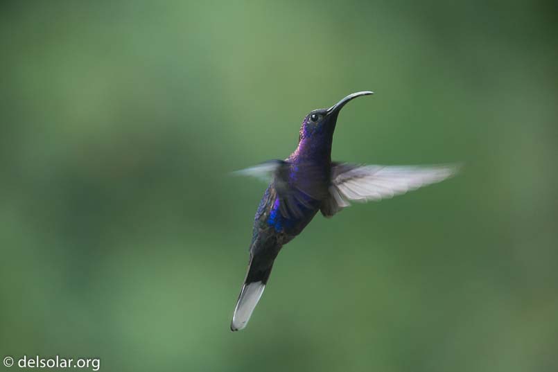 Canon EOS 5D Mark III  --  400 mm  --  EF100-400mm f/4.5-5.6L IS II USM  