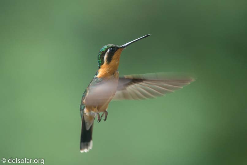 Canon EOS 5D Mark III  --  371 mm  --  EF100-400mm f/4.5-5.6L IS II USM  