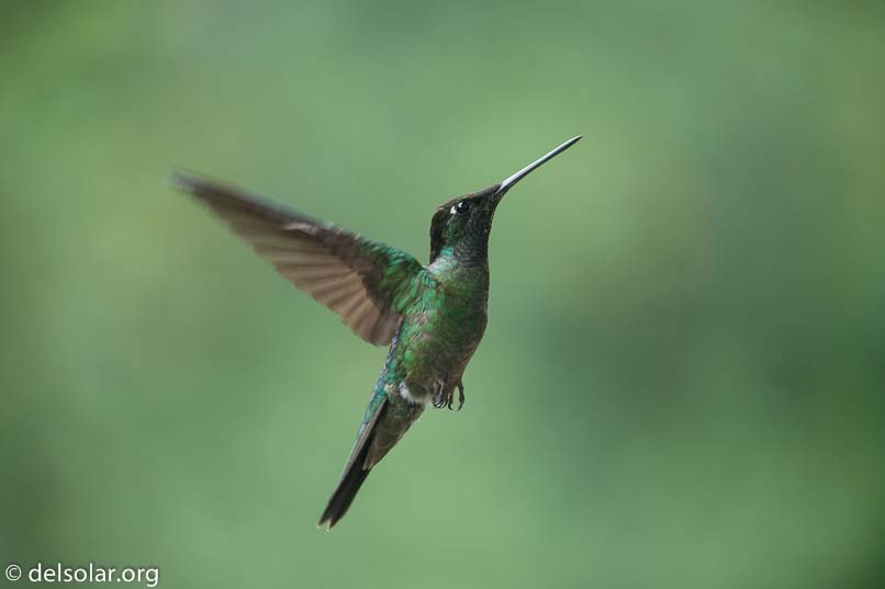 Canon EOS 5D Mark III  --  371 mm  --  EF100-400mm f/4.5-5.6L IS II USM  