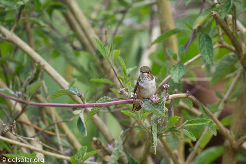 Canon EOS 5D Mark III  --  400 mm  --  EF100-400mm f/4.5-5.6L IS II USM  