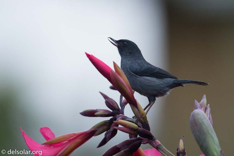 Canon EOS 5D Mark III  --  400 mm  --  EF100-400mm f/4.5-5.6L IS II USM  