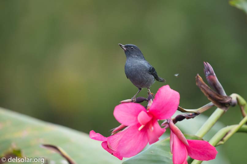 Canon EOS 5D Mark III  --  400 mm  --  EF100-400mm f/4.5-5.6L IS II USM  