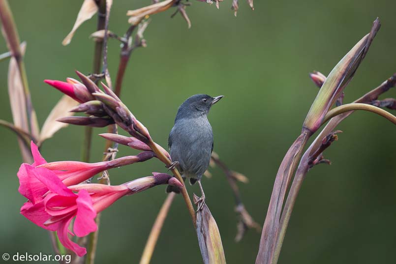 Canon EOS 5D Mark III  --  371 mm  --  EF100-400mm f/4.5-5.6L IS II USM  