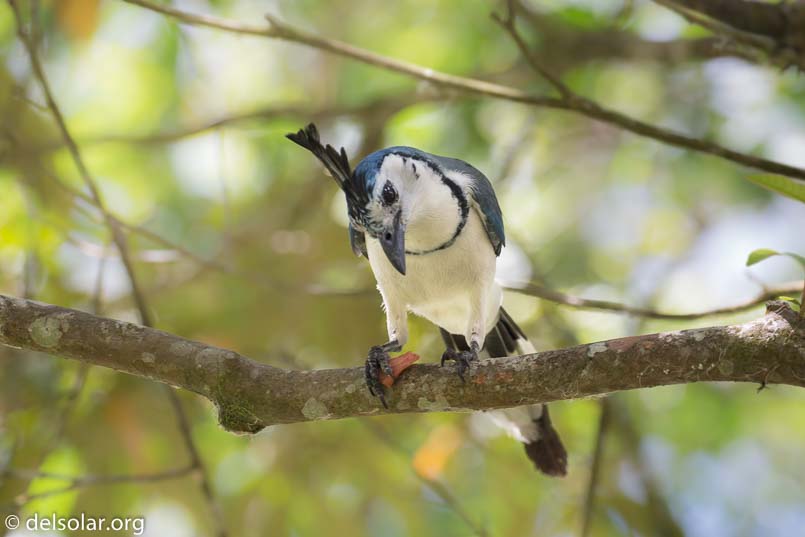 Canon EOS 5D Mark III  --  263 mm  --  EF100-400mm f/4.5-5.6L IS II USM  