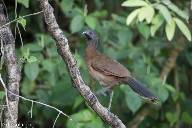 Canon EOS 5D Mark III  --  400 mm  --  EF100-400mm f/4.5-5.6L IS II USM  