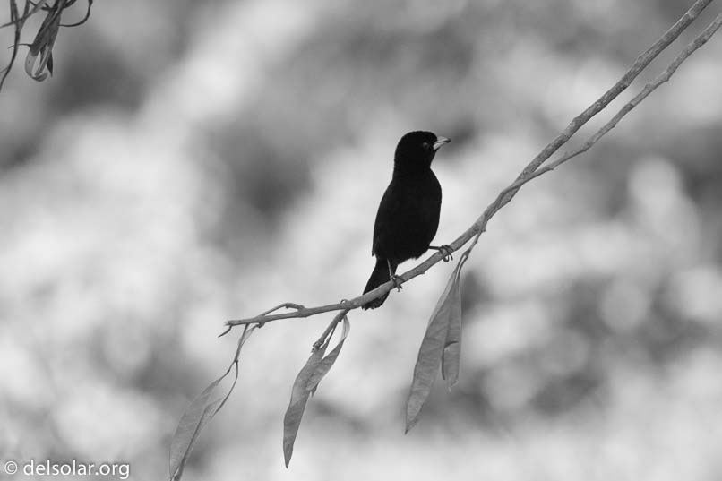 Canon EOS 5D Mark III  --  400 mm  --  EF100-400mm f/4.5-5.6L IS II USM  