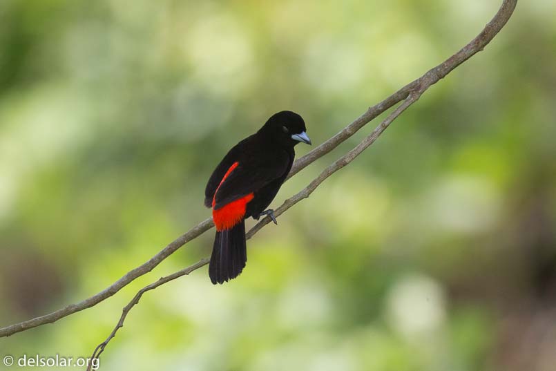 Canon EOS 5D Mark III  --  400 mm  --  EF100-400mm f/4.5-5.6L IS II USM  