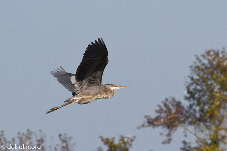 Canon EOS 7D  --  400 mm  --  EF400mm f/5.6L USM  