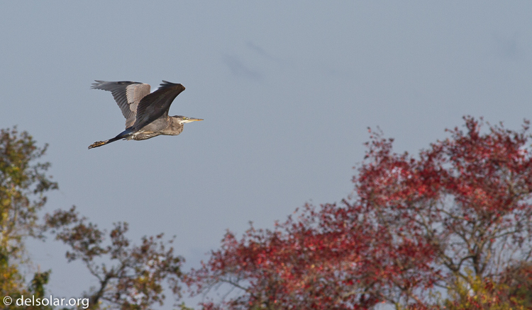 Canon EOS 7D  --  400 mm  --  EF400mm f/5.6L USM  