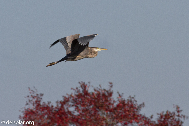 Canon EOS 7D  --  400 mm  --  EF400mm f/5.6L USM  