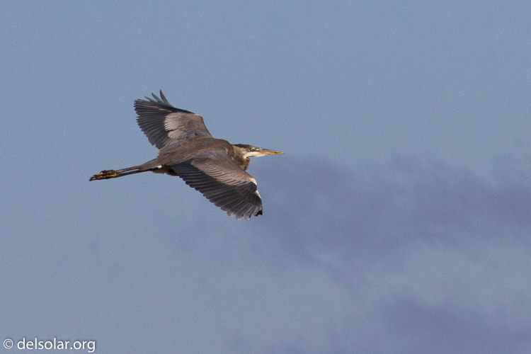 Canon EOS 7D  --  400 mm  --  EF400mm f/5.6L USM  