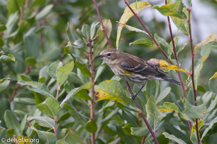 Canon EOS 7D  --  500 mm  --  EF500mm f/4L IS USM  