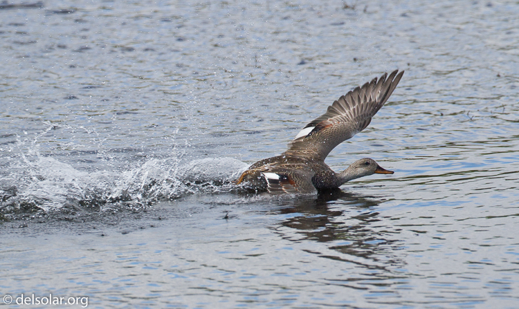 Canon EOS 7D  --  500 mm  --  EF500mm f/4L IS USM  