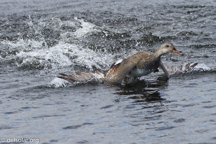 Canon EOS 7D  --  500 mm  --  EF500mm f/4L IS USM  