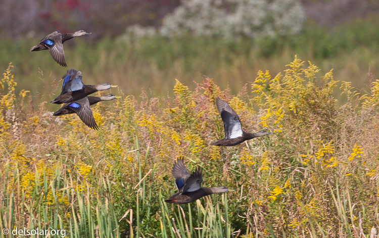 Canon EOS 7D  --  500 mm  --  EF500mm f/4L IS USM  