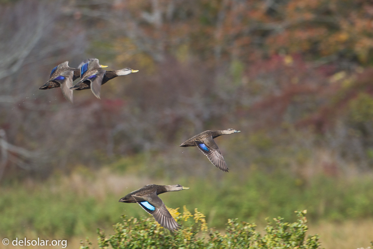 Canon EOS 7D  --  500 mm  --  EF500mm f/4L IS USM  