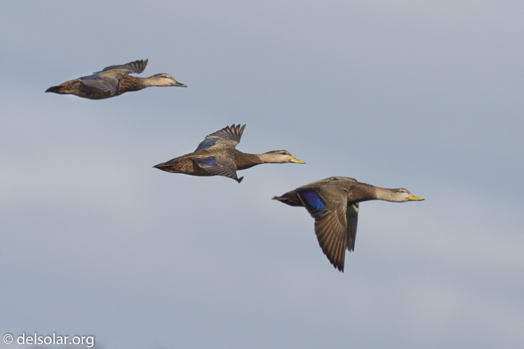 Canon EOS 7D  --  500 mm  --  EF500mm f/4L IS USM  