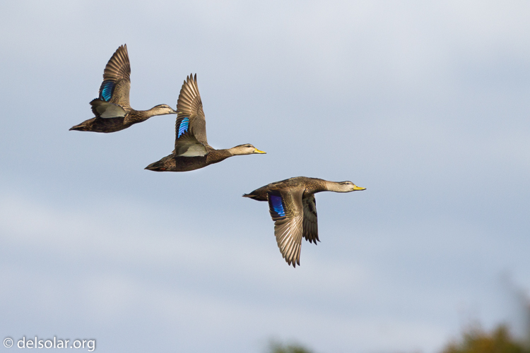 Canon EOS 7D  --  500 mm  --  EF500mm f/4L IS USM  