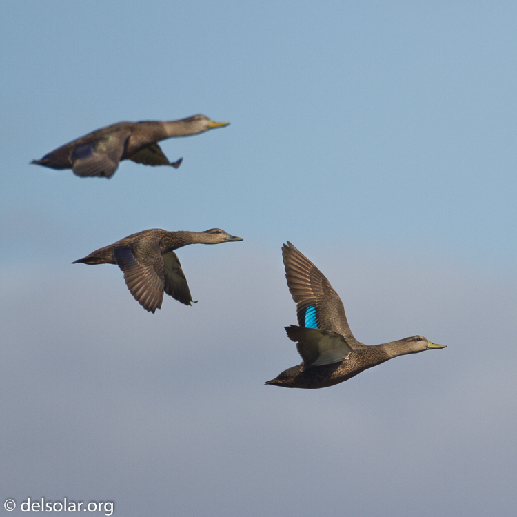 Canon EOS 7D  --  500 mm  --  EF500mm f/4L IS USM  