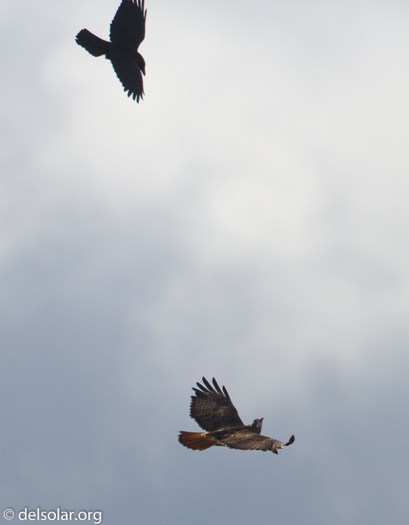 Canon EOS 7D  --  500 mm  --  EF500mm f/4L IS USM  