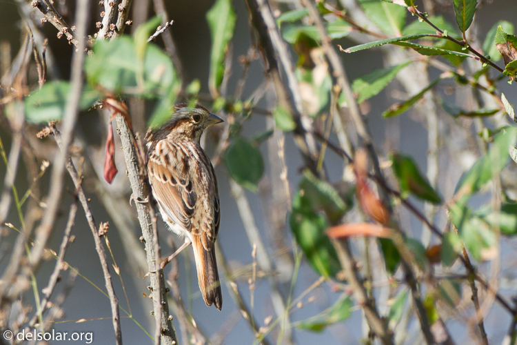 Canon EOS 7D  --  500 mm  --  EF500mm f/4L IS USM  