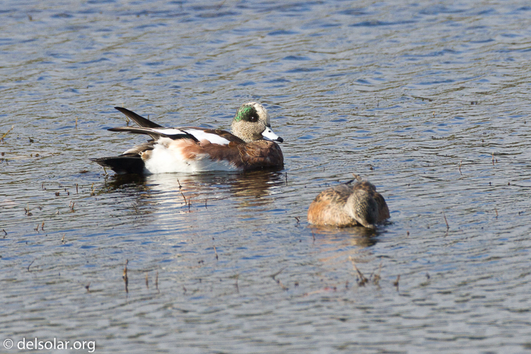 Canon EOS 7D  --  500 mm  --  EF500mm f/4L IS USM  