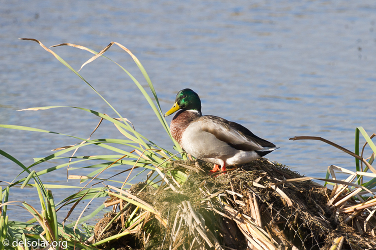 Canon EOS 7D  --  500 mm  --  EF500mm f/4L IS USM  