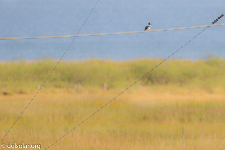 Canon EOS 7D  --  500 mm  --  EF500mm f/4L IS USM  