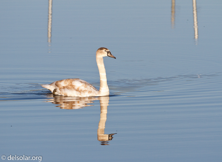 Canon EOS 7D  --  500 mm  --  EF500mm f/4L IS USM  