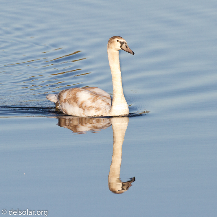 Canon EOS 7D  --  500 mm  --  EF500mm f/4L IS USM  