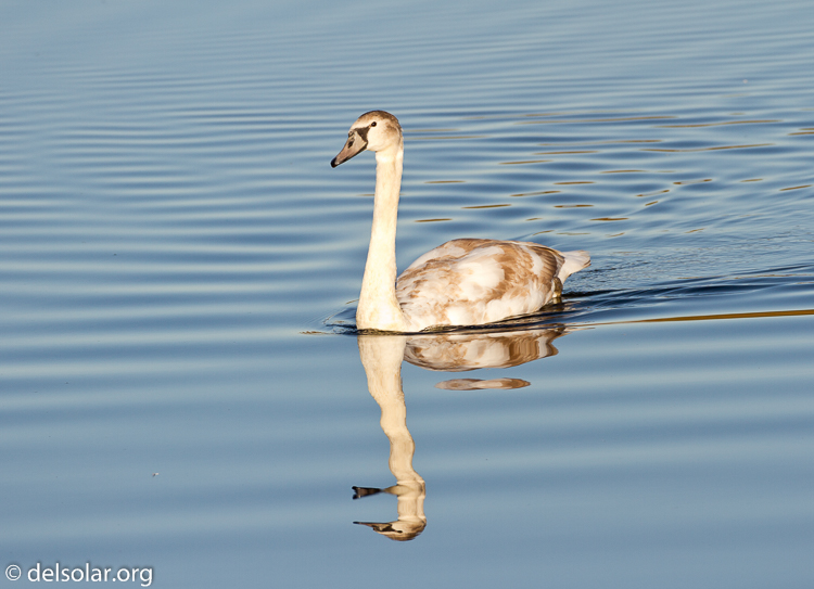 Canon EOS 7D  --  500 mm  --  EF500mm f/4L IS USM  