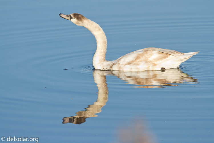 Canon EOS 7D  --  500 mm  --  EF500mm f/4L IS USM  