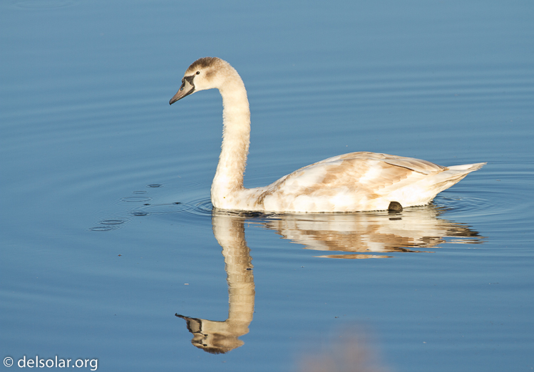 Canon EOS 7D  --  500 mm  --  EF500mm f/4L IS USM  