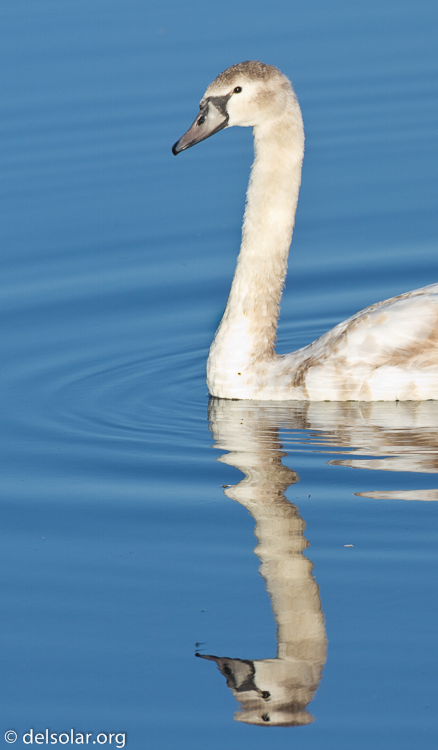 Canon EOS 7D  --  500 mm  --  EF500mm f/4L IS USM  