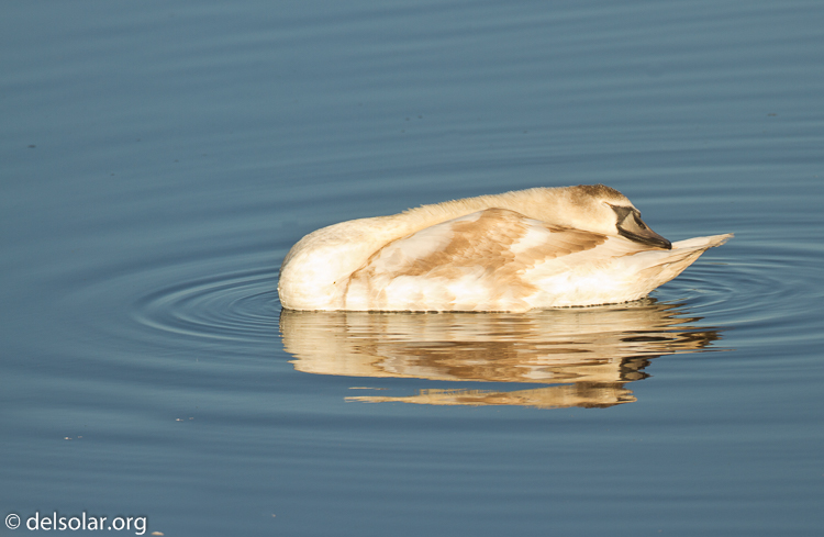 Canon EOS 7D  --  500 mm  --  EF500mm f/4L IS USM  