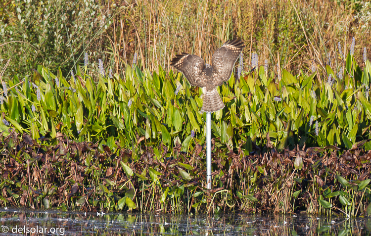 Canon EOS 7D  --  500 mm  --  EF500mm f/4L IS USM  