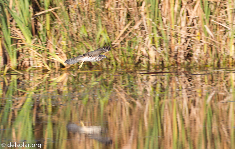 Canon EOS 7D  --  500 mm  --  EF500mm f/4L IS USM  